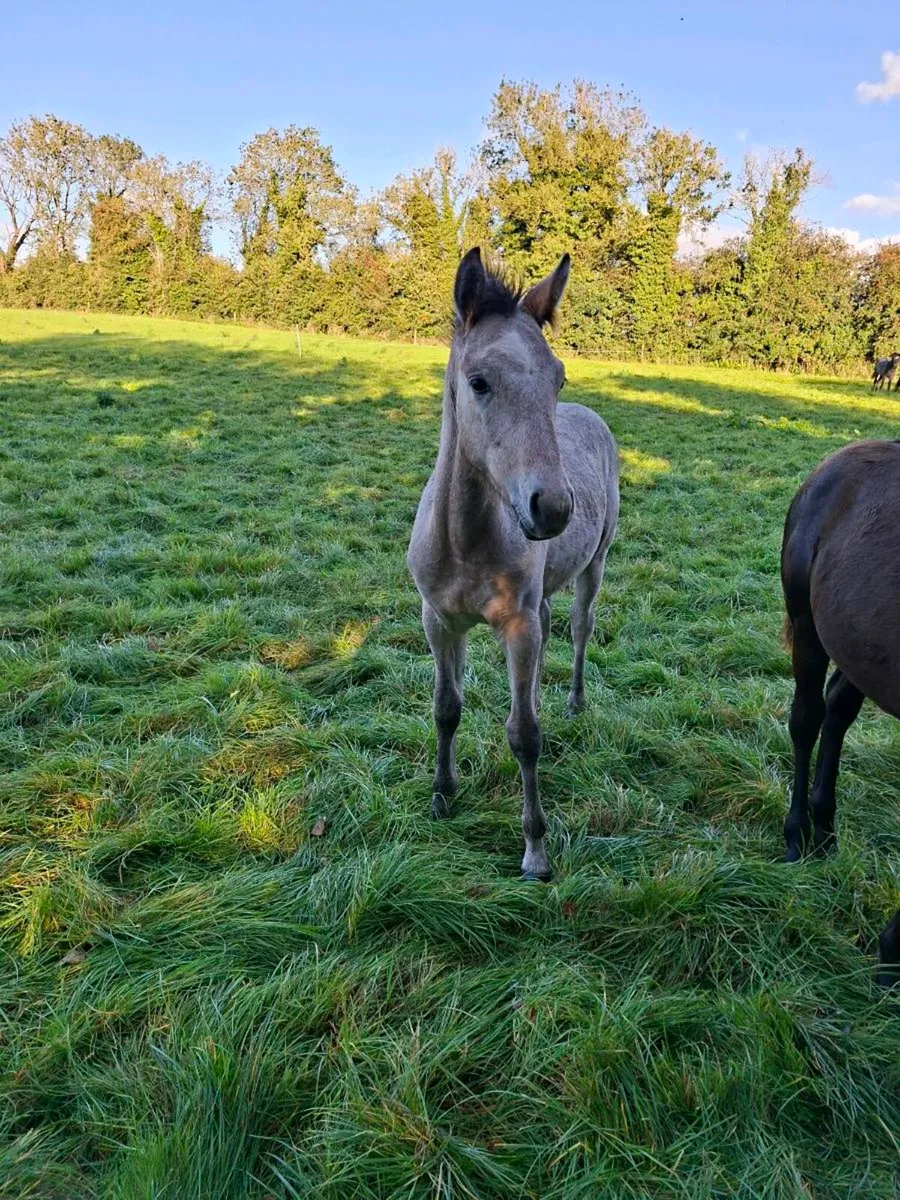 Connemara Foal - Image 4