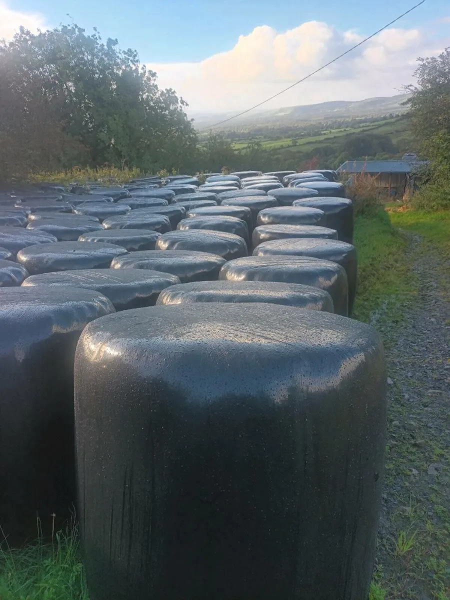 Silage bales - Image 1