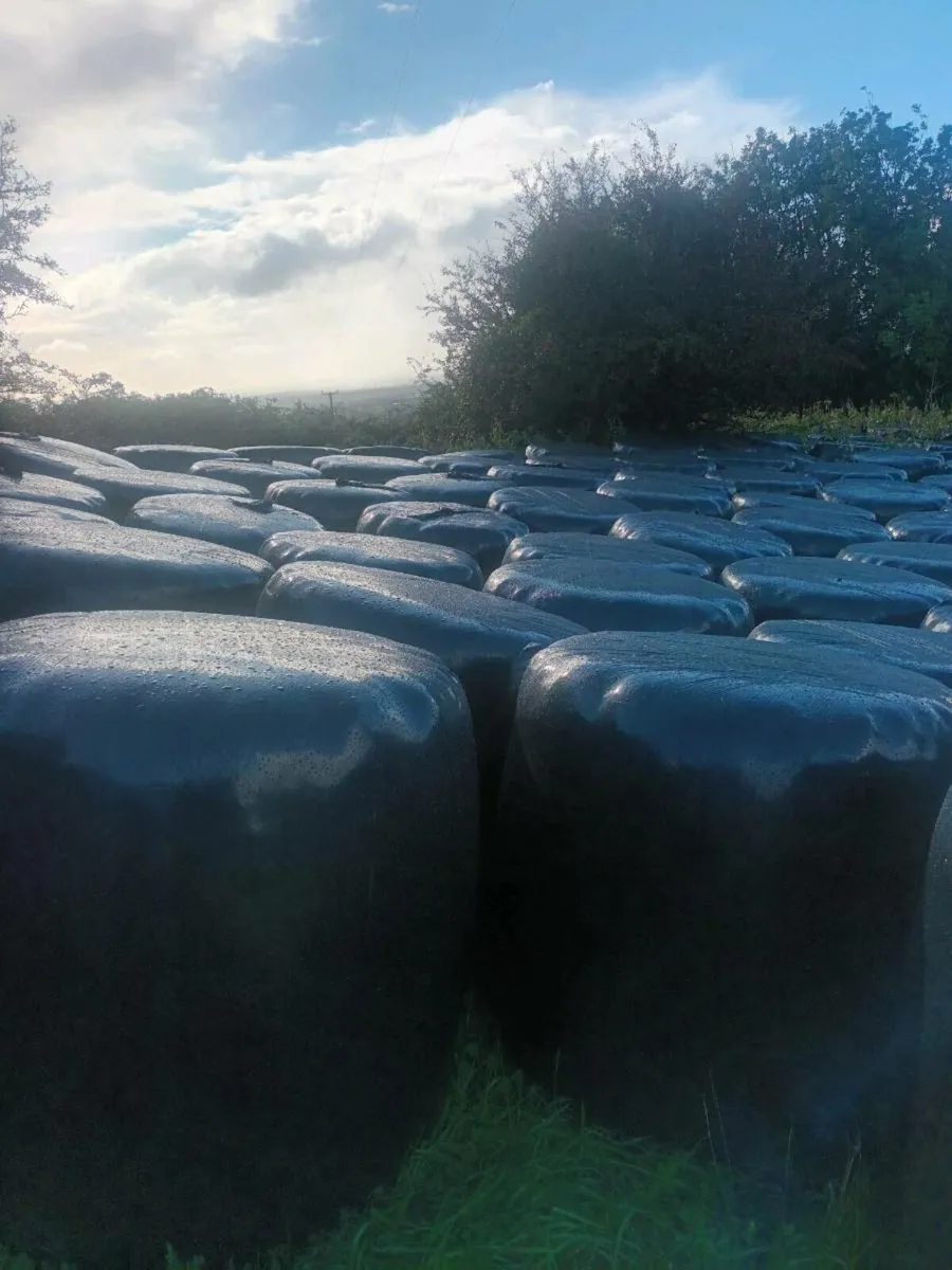 Silage bales - Image 2