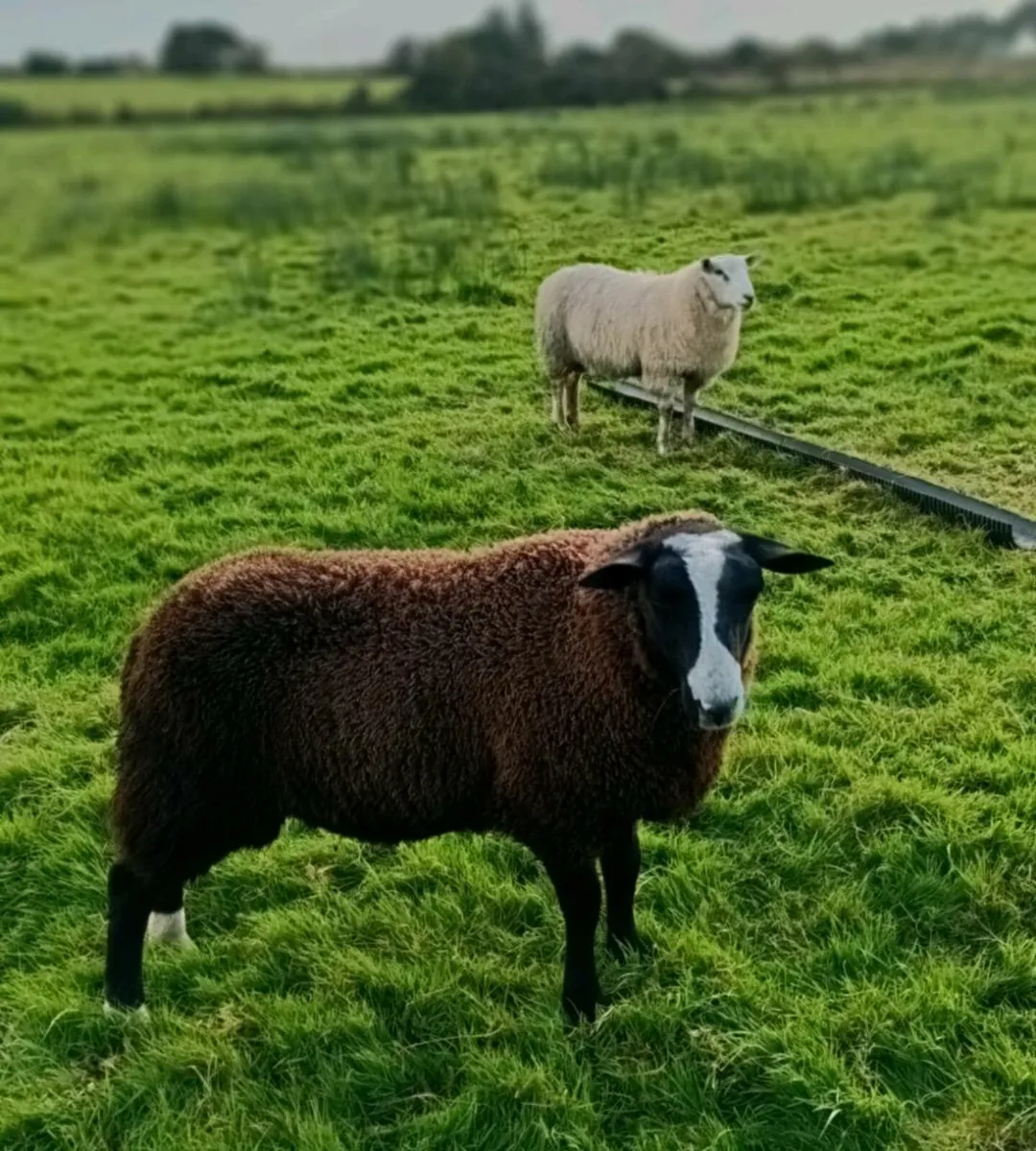 Zwartble Ram Lamb - Image 2