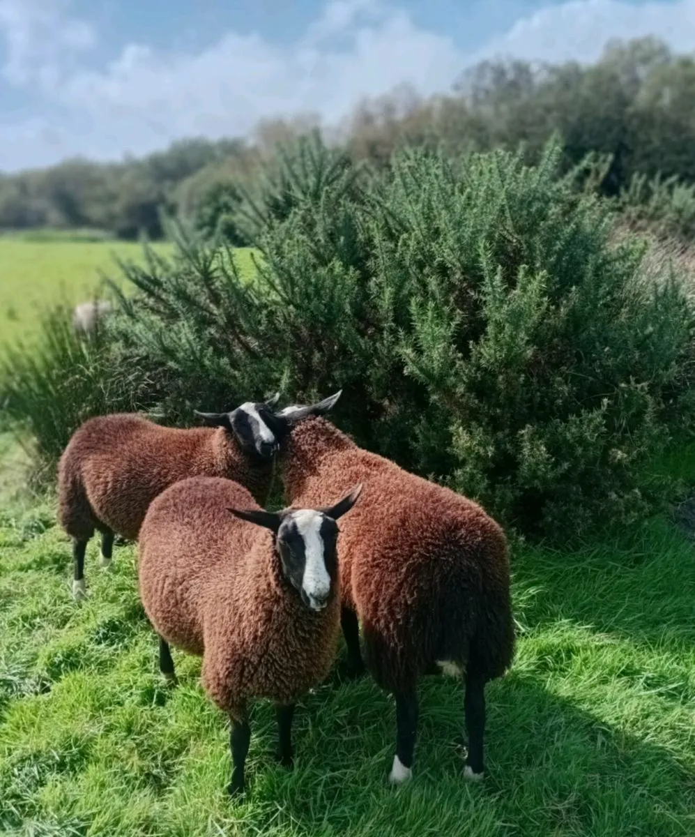 Zwartble Ram Lamb - Image 3