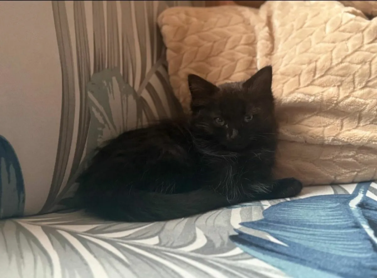 Kitten - Image 1