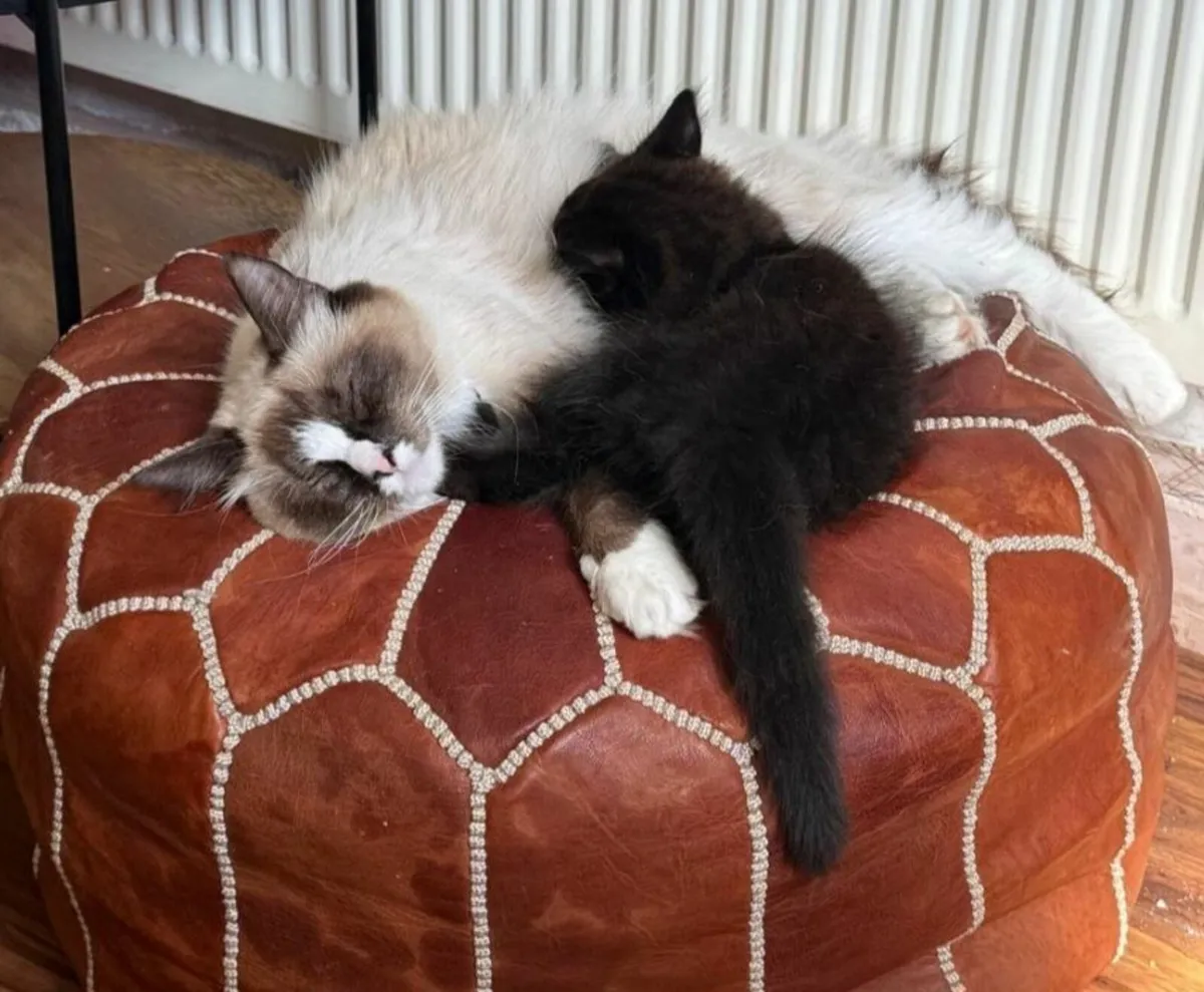 Kitten - Image 2