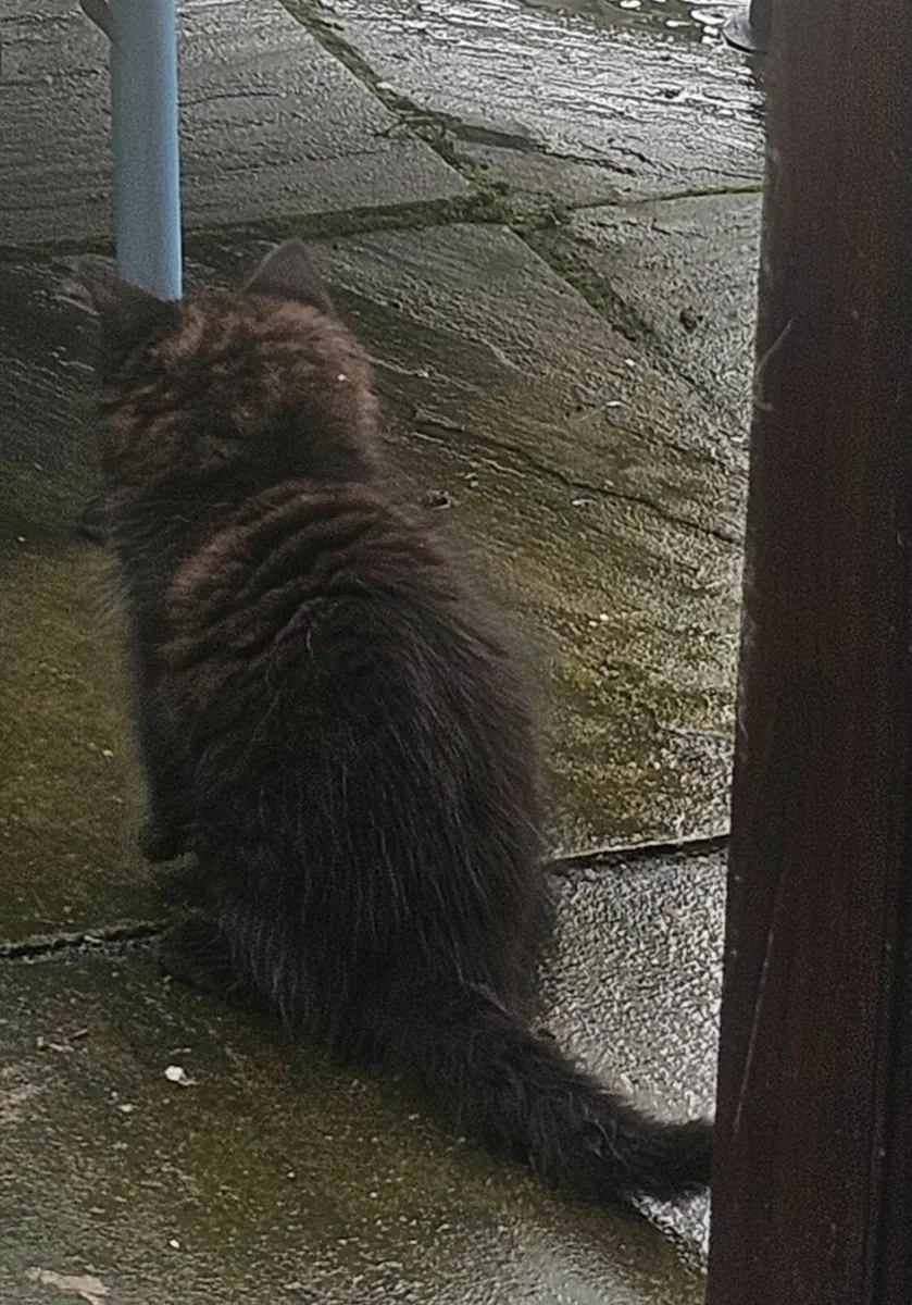 Kitten - Image 3