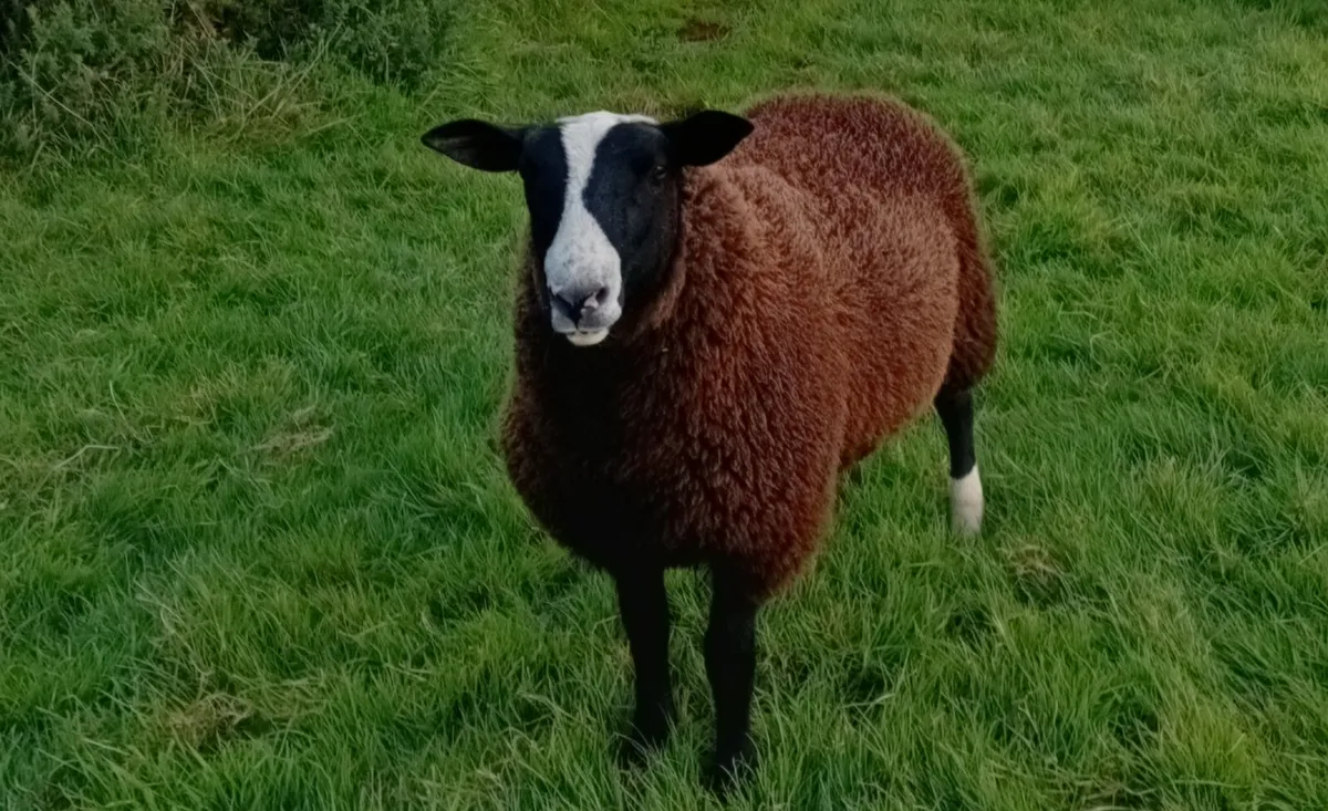 Zwartble Ram Lamb - Image 1