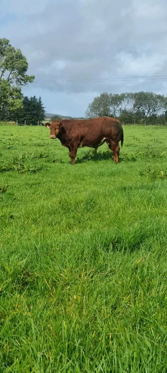 Bull calf for sale