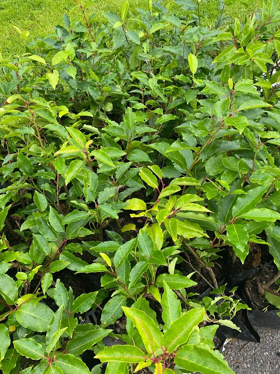 Portuguese Laurel in Pots - Image 1