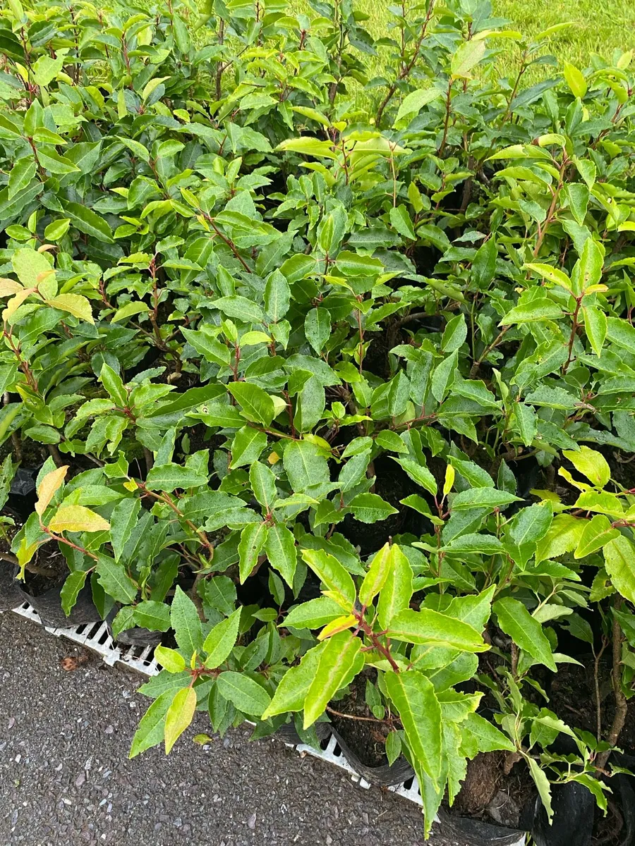 Portuguese Laurel in Pots - Image 2