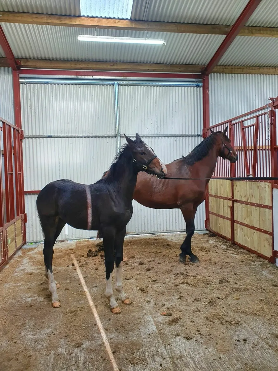 Paris filly - Image 3