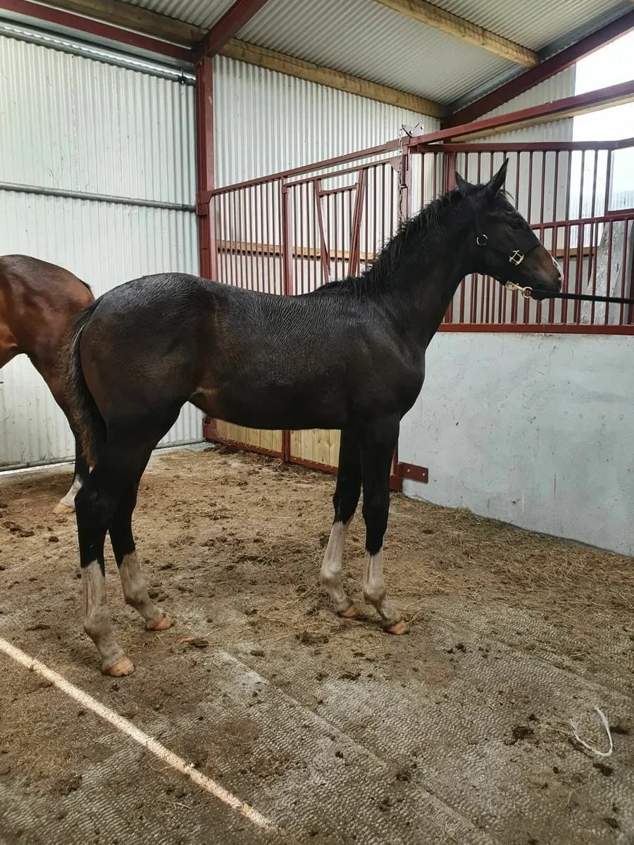 Paris filly - Image 4