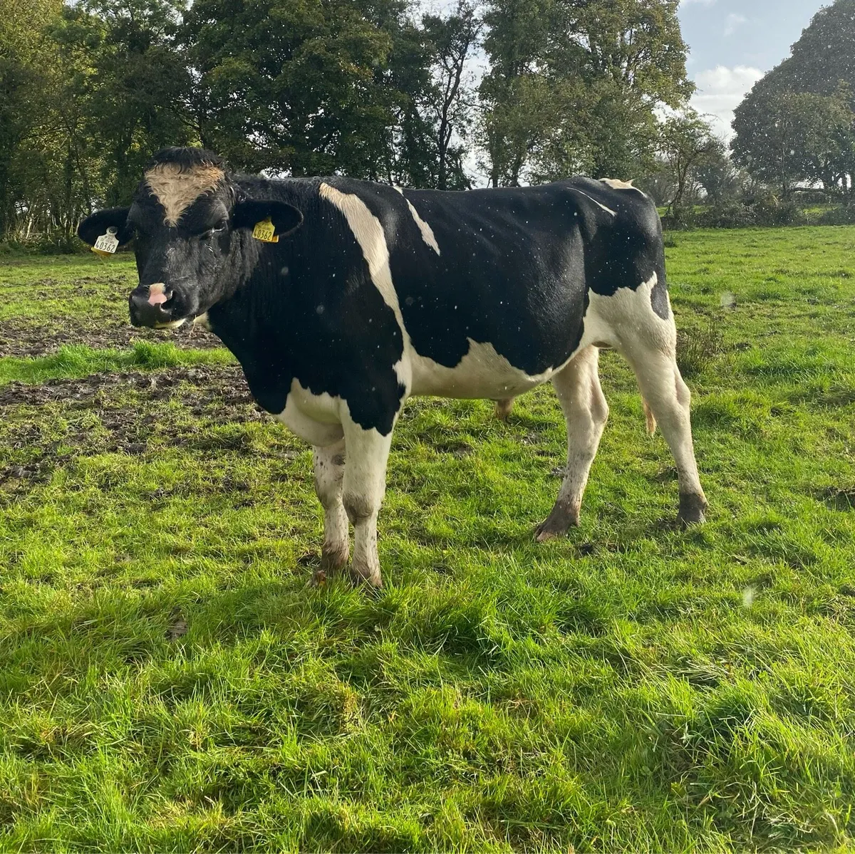 Vasectomised Teaser Bull