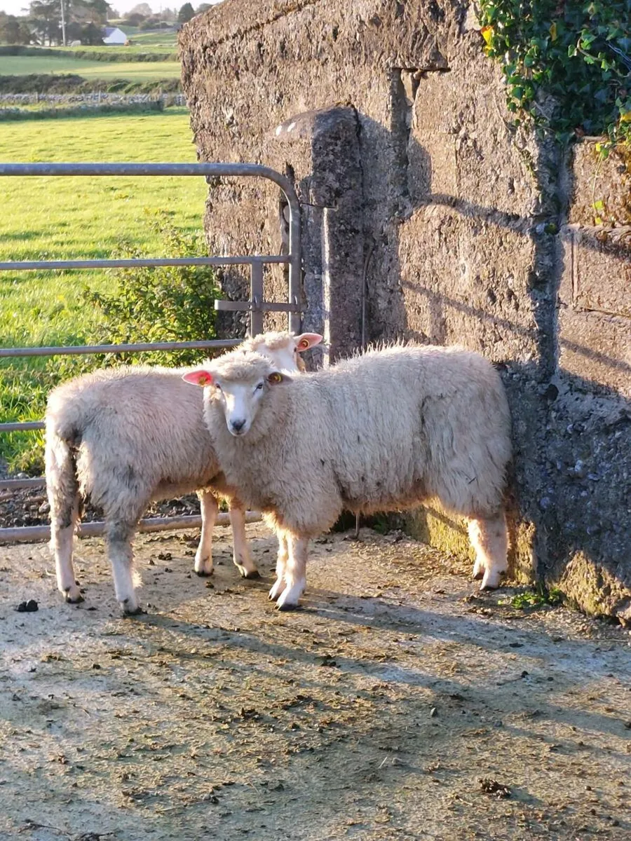 Galway ram lamb - Image 1