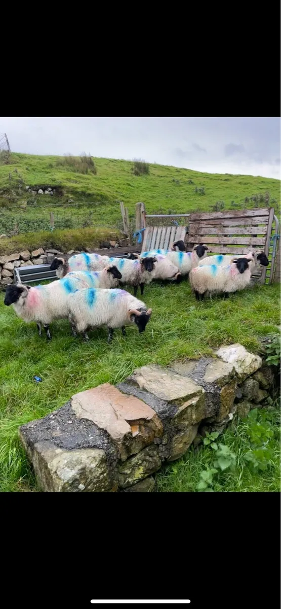 Lambs - Image 1