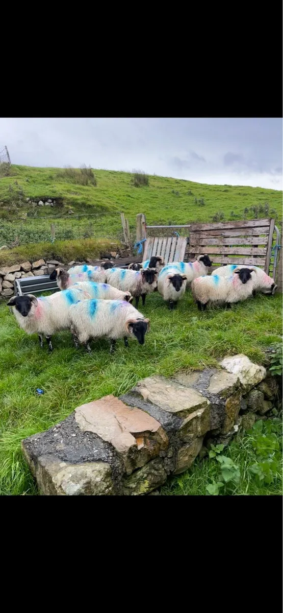 Lambs - Image 2
