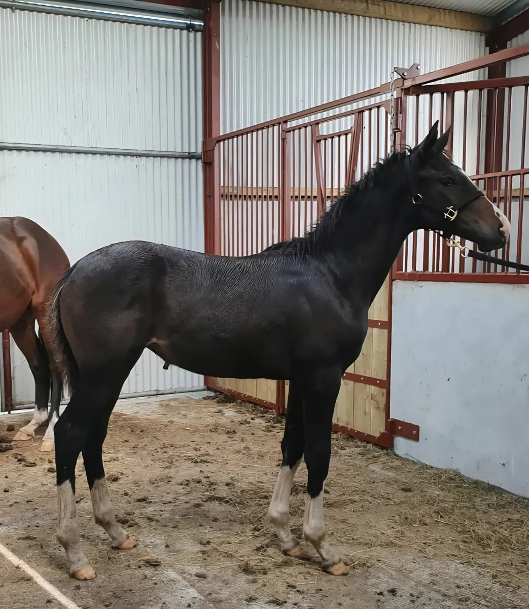 Paris filly - Image 1