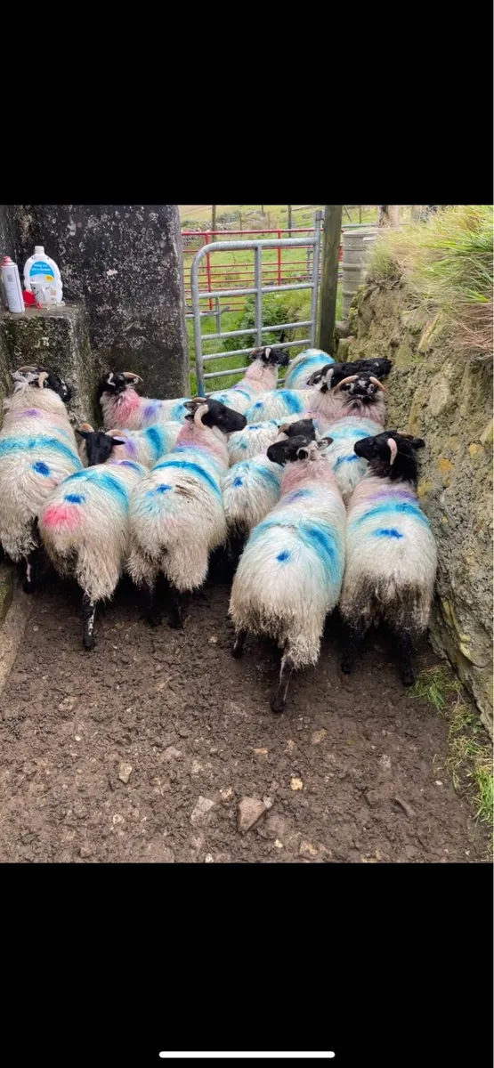Lambs - Image 3