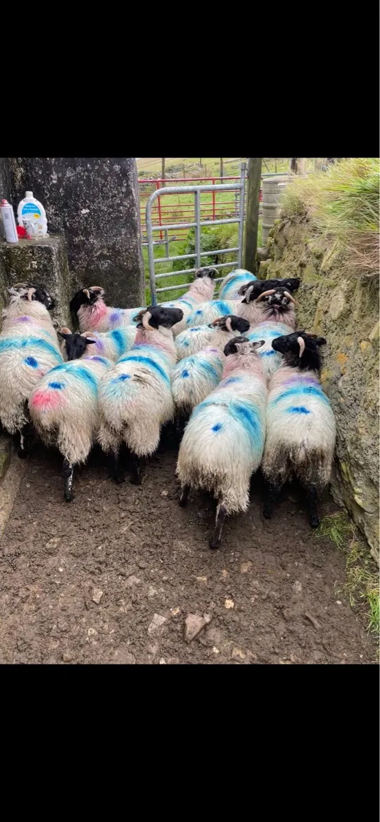 Lambs - Image 4