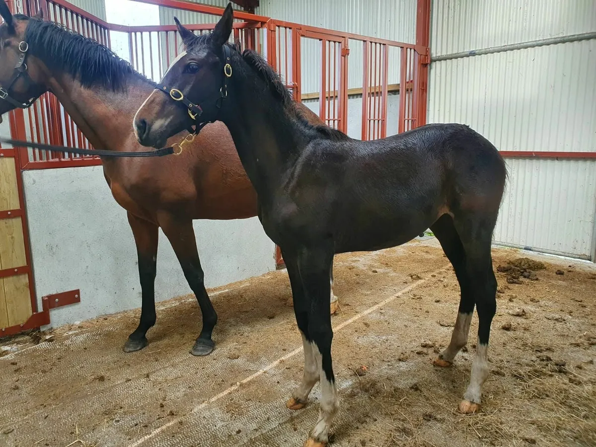Paris filly - Image 2