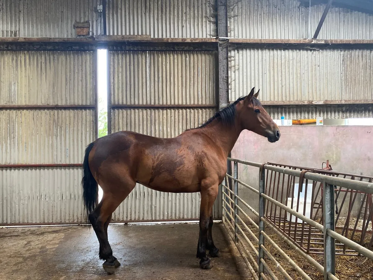 3 year old gelding - Image 2