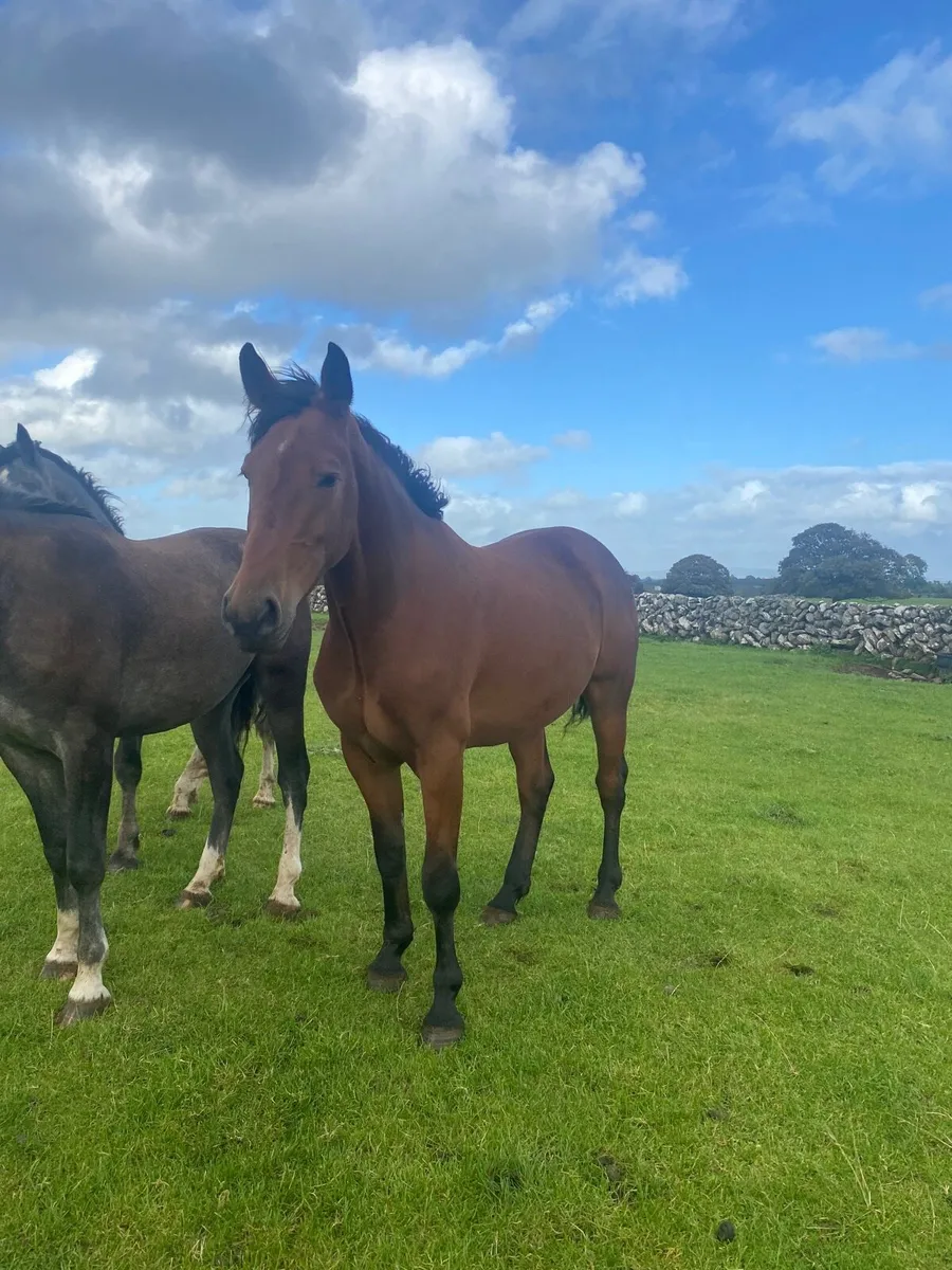 3 year old gelding - Image 1