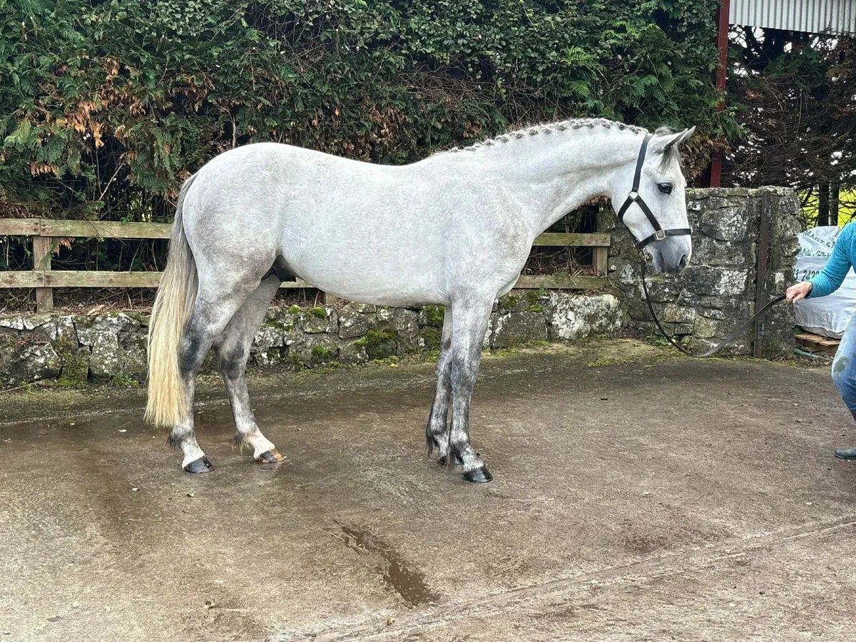 Performance connemara colt - Image 1