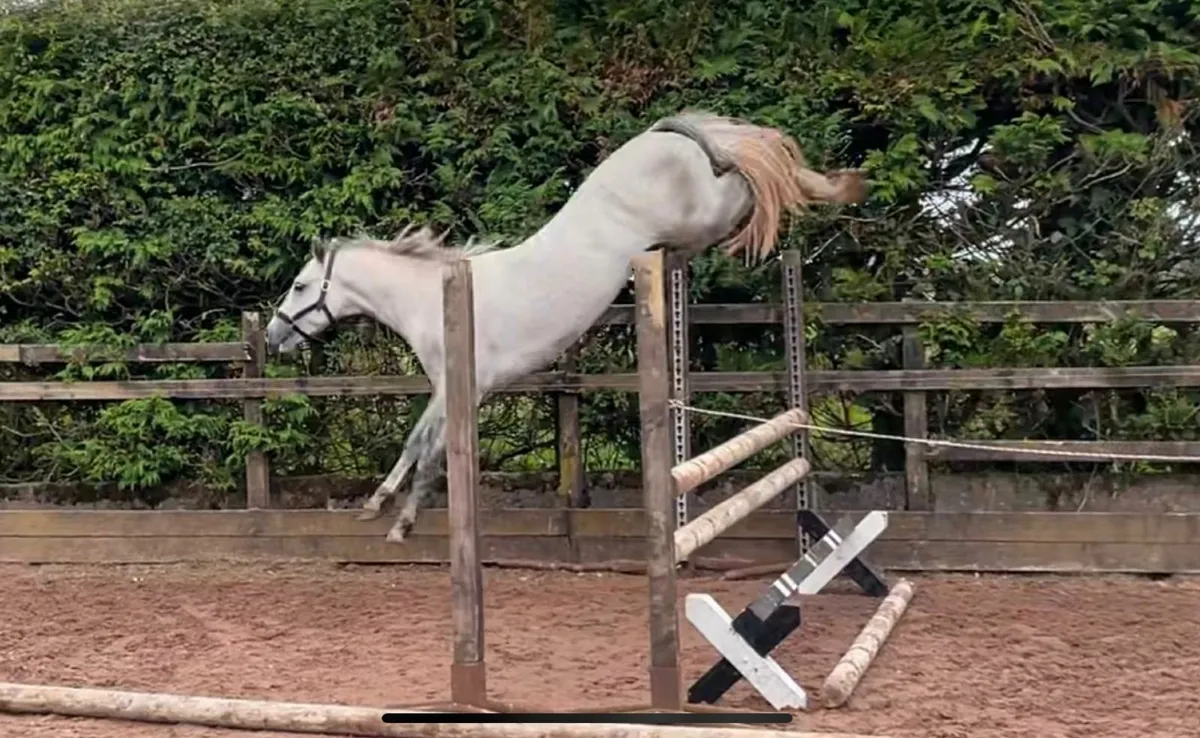 Performance connemara colt - Image 2