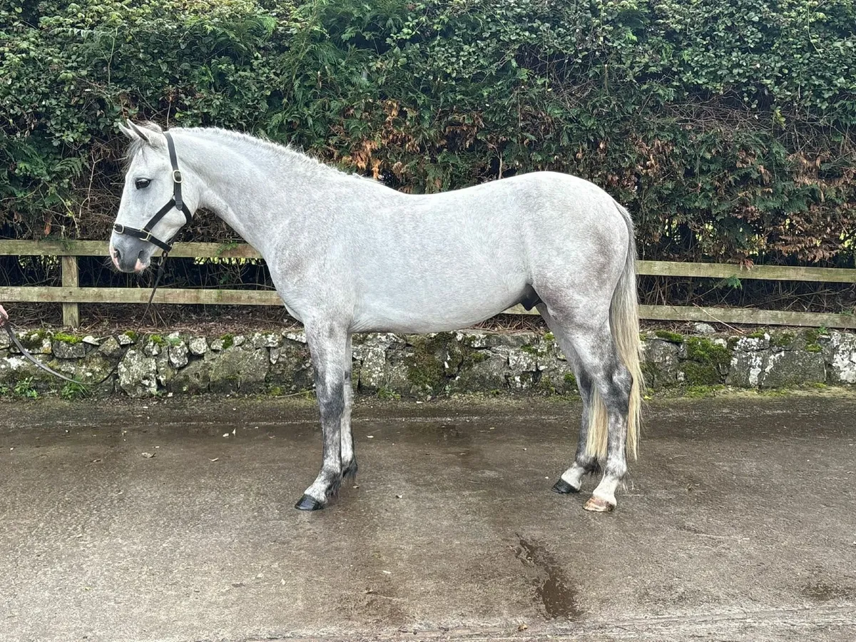 Performance connemara colt - Image 4