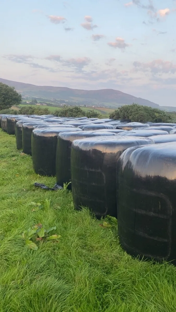 Silage - Image 1