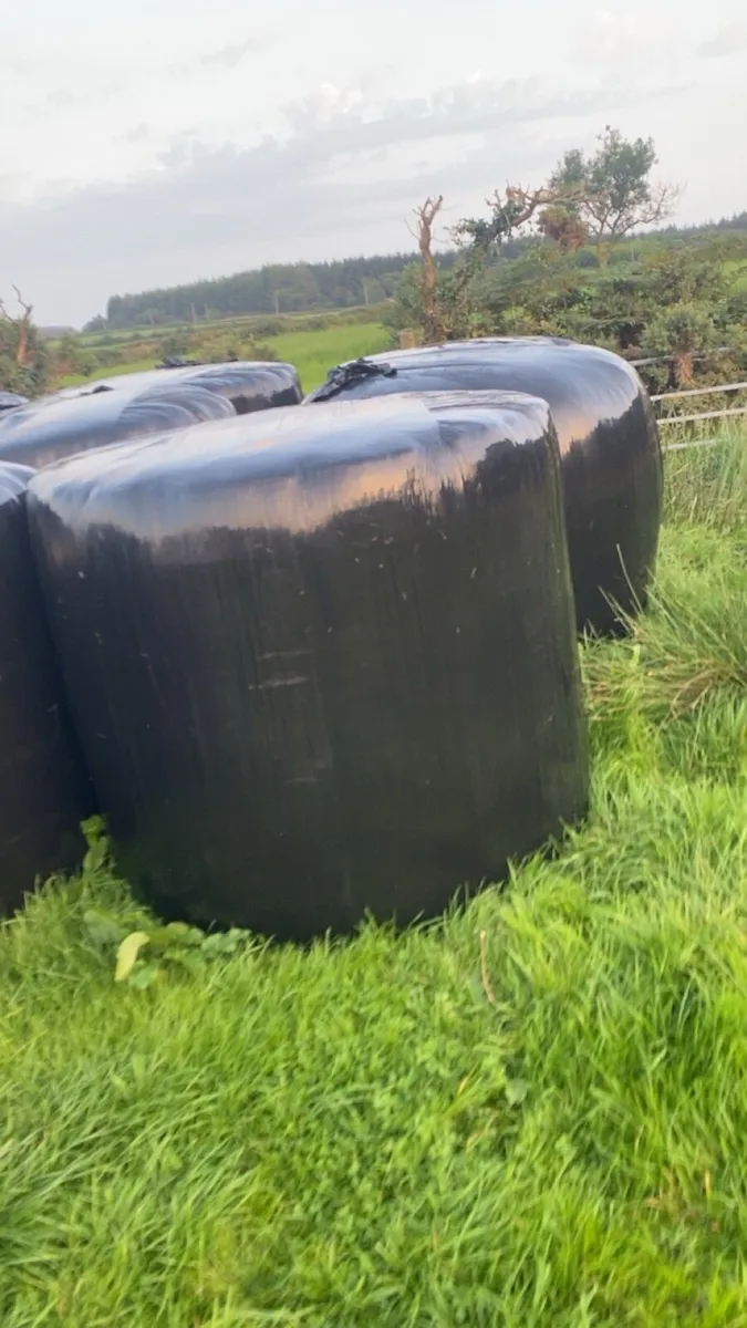 Silage - Image 2