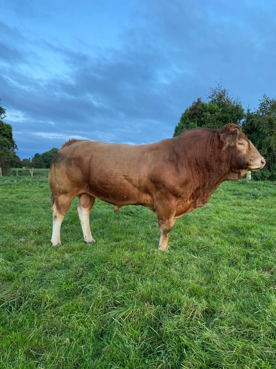 PBR Limousin Bull - Image 1
