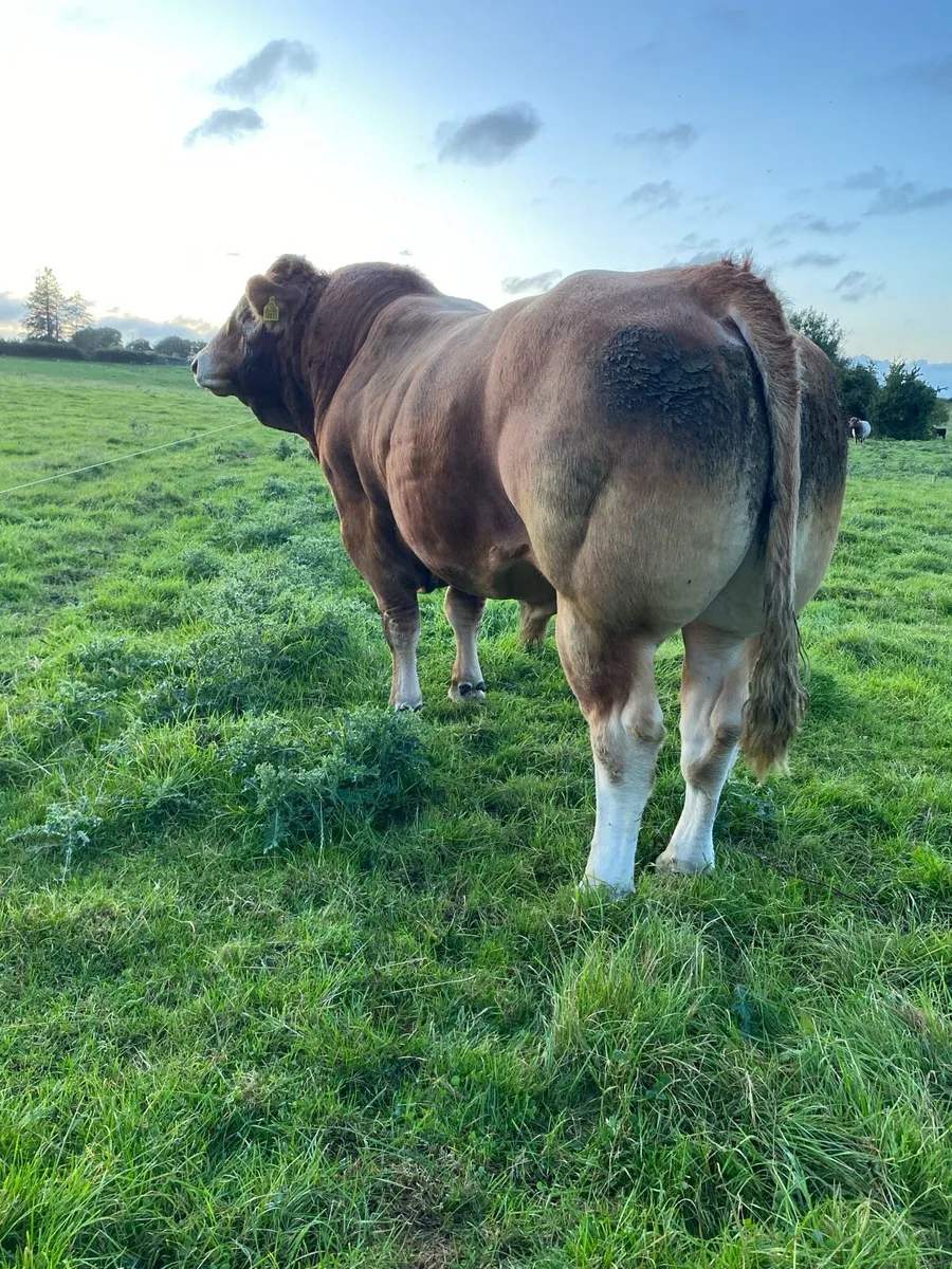 PBR Limousin Bull - Image 4