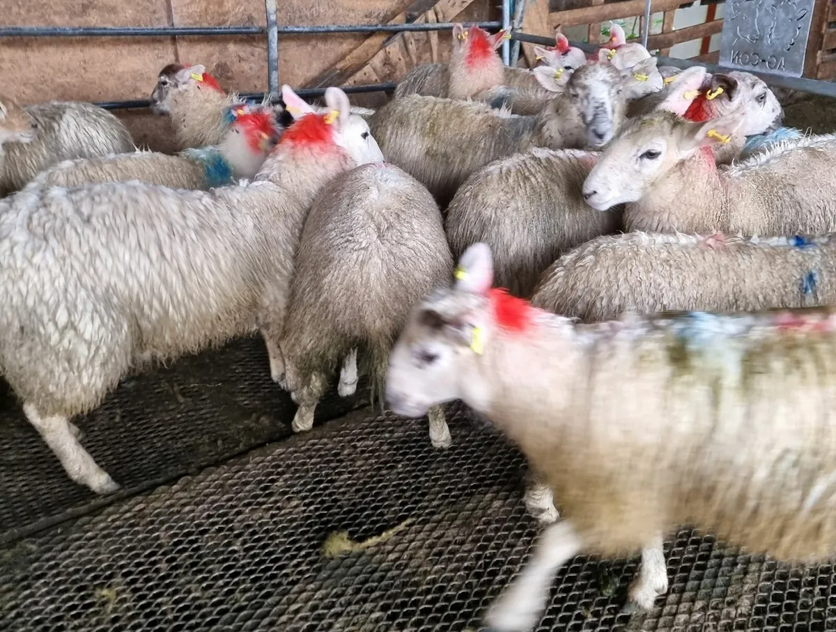 Cheviot x ewe lambs - Image 1
