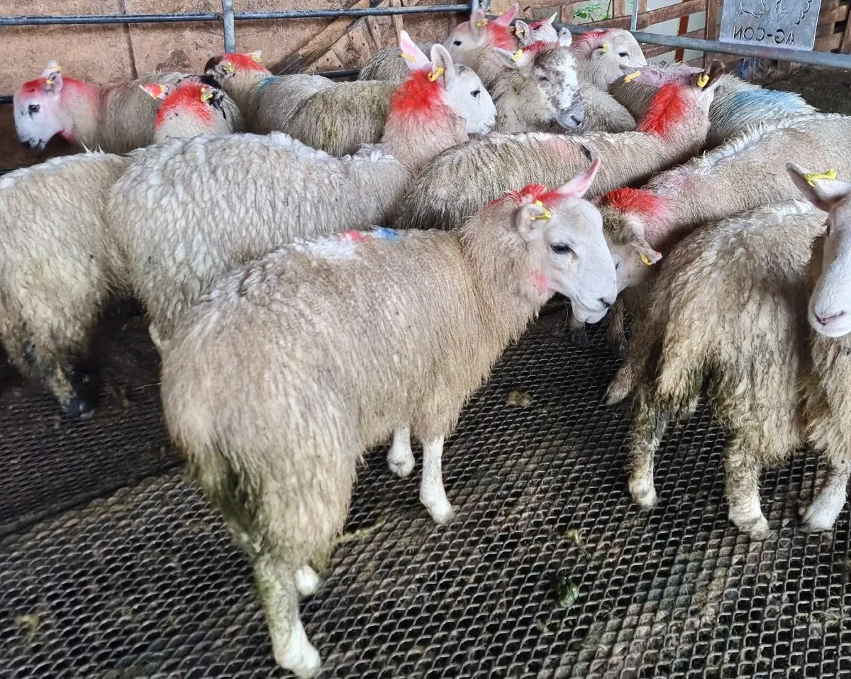 Cheviot x ewe lambs - Image 2