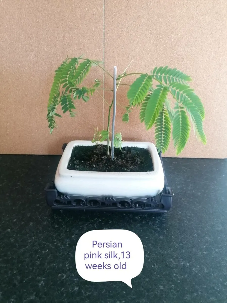 Bonsai plants - Image 1