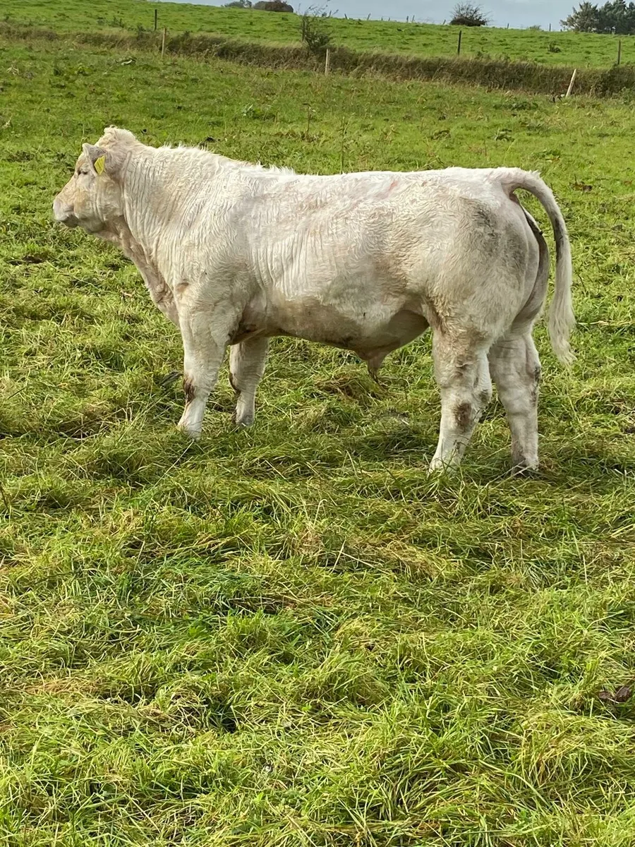 CHx weanlings  Tuam Mart. - Image 2