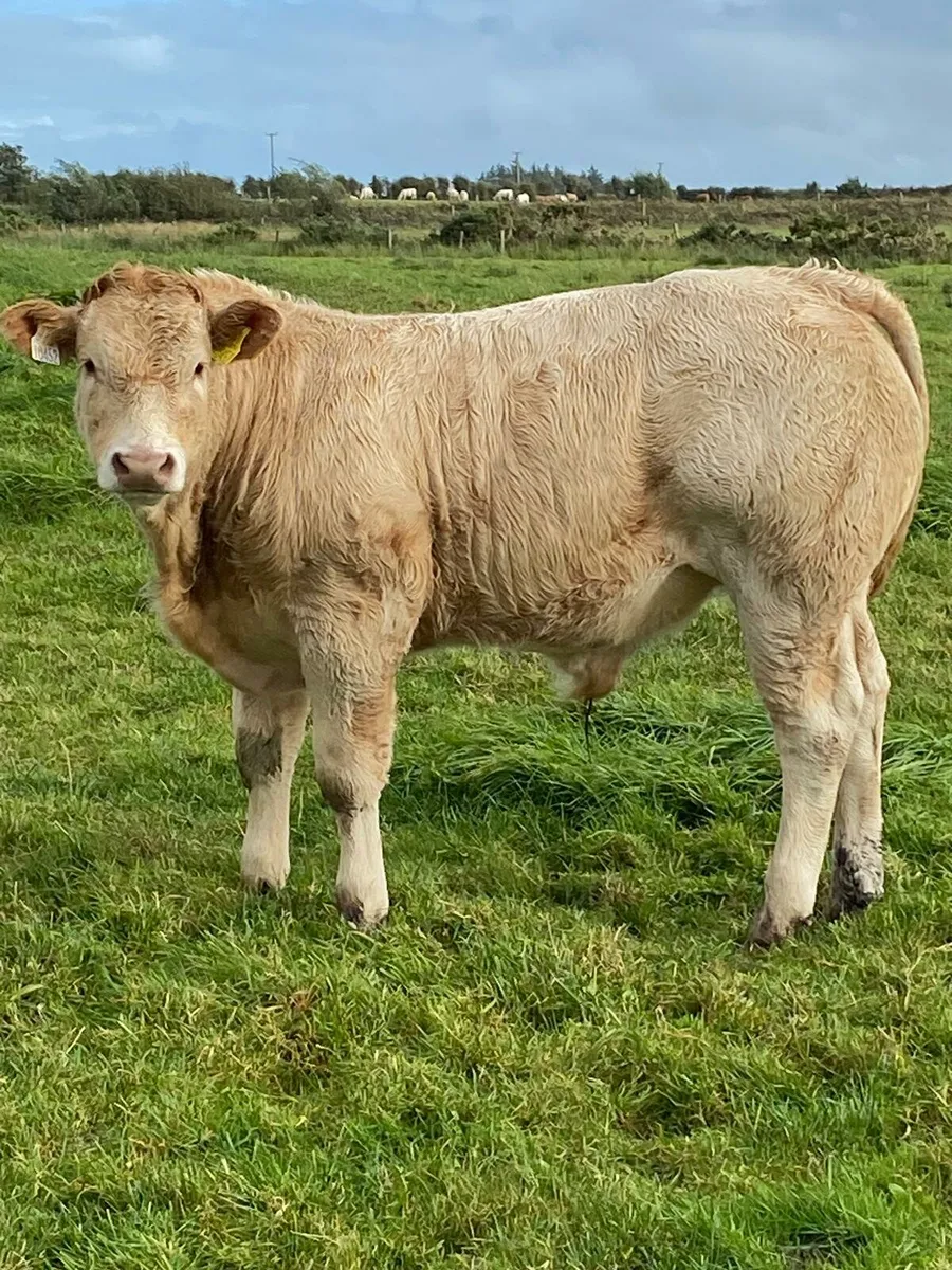CHx weanlings  Tuam Mart. - Image 3