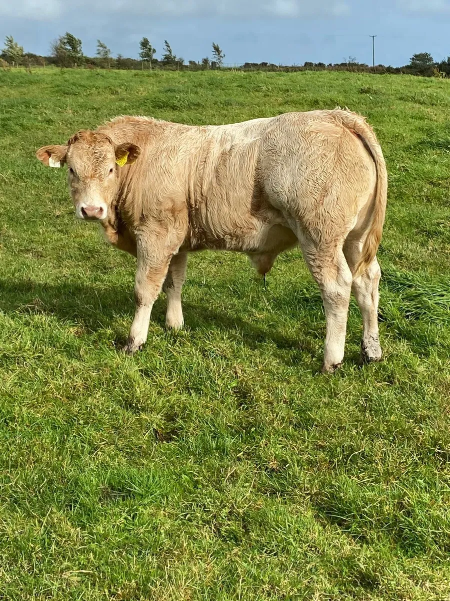 CHx bull weanlings - Image 2