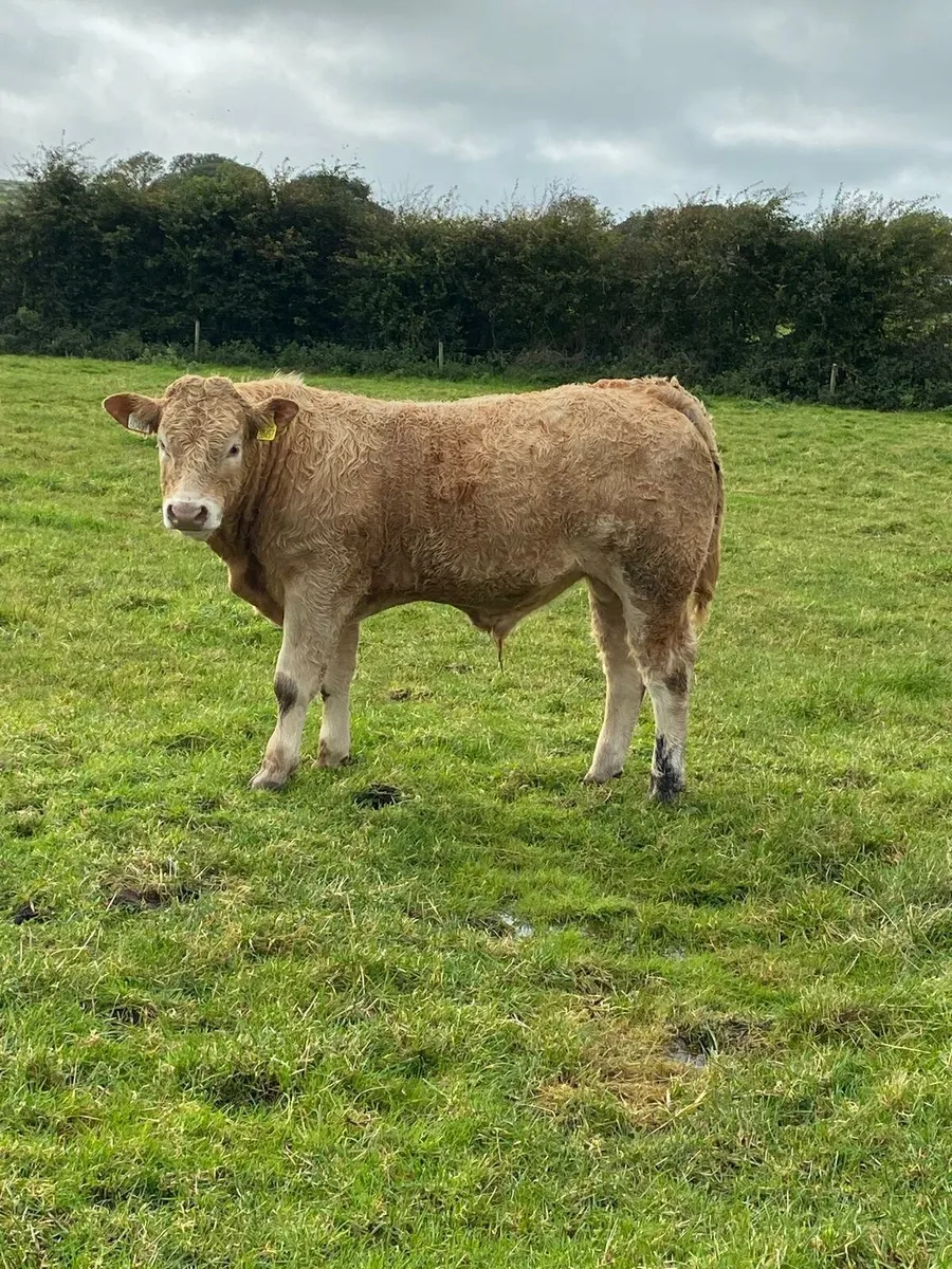 CHx bull weanlings - Image 3
