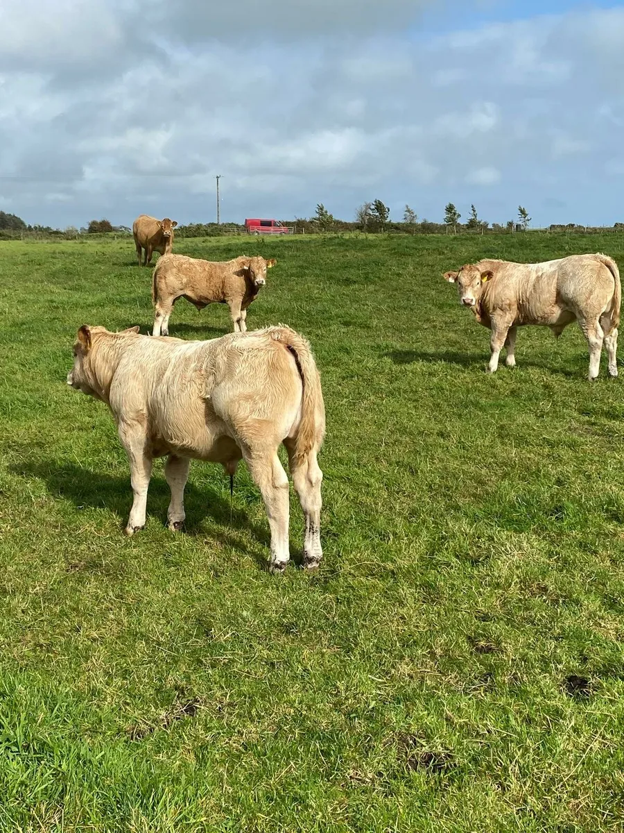 CHx weanlings  Tuam Mart. - Image 1