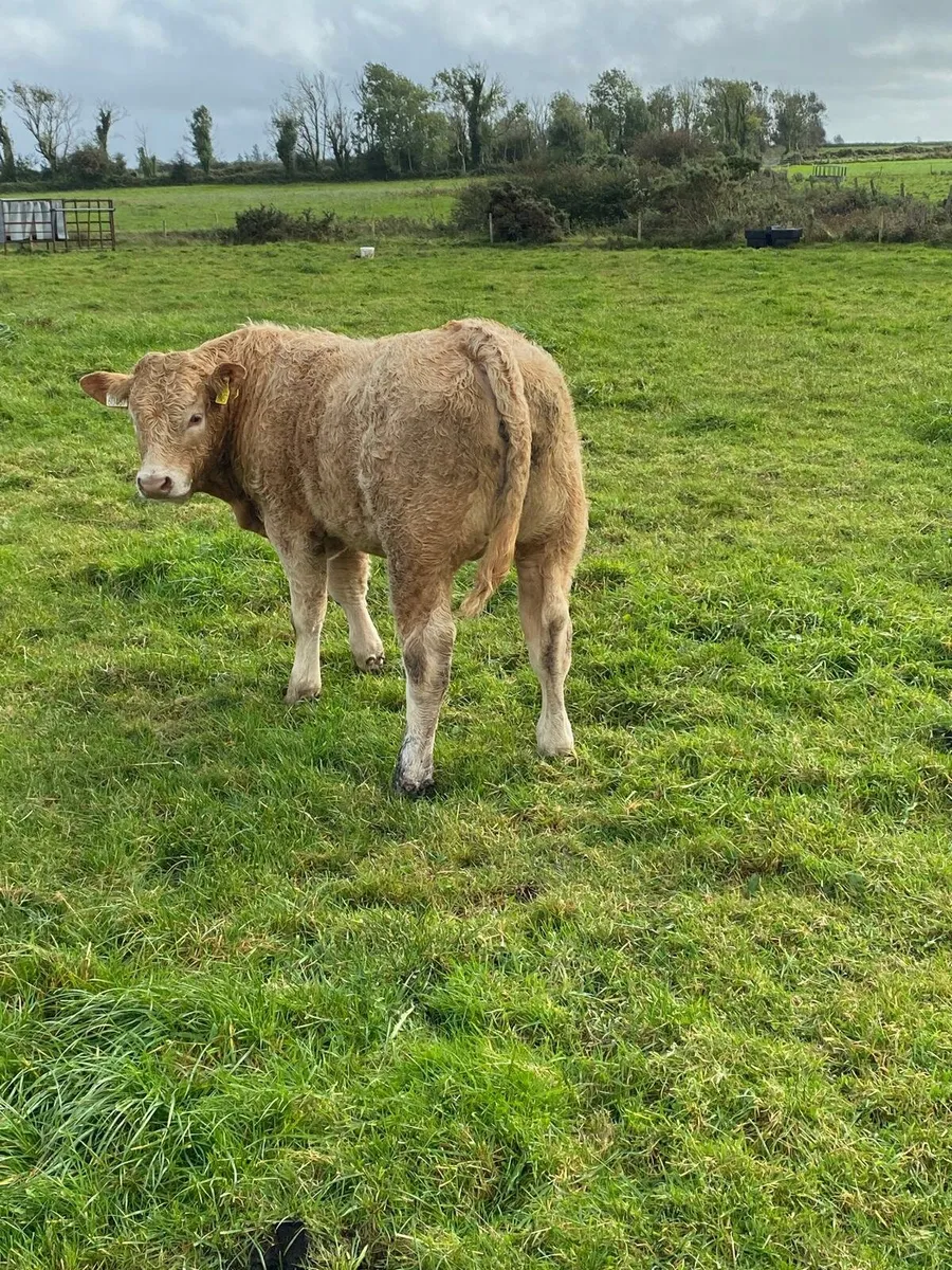 CHx bull weanlings - Image 4