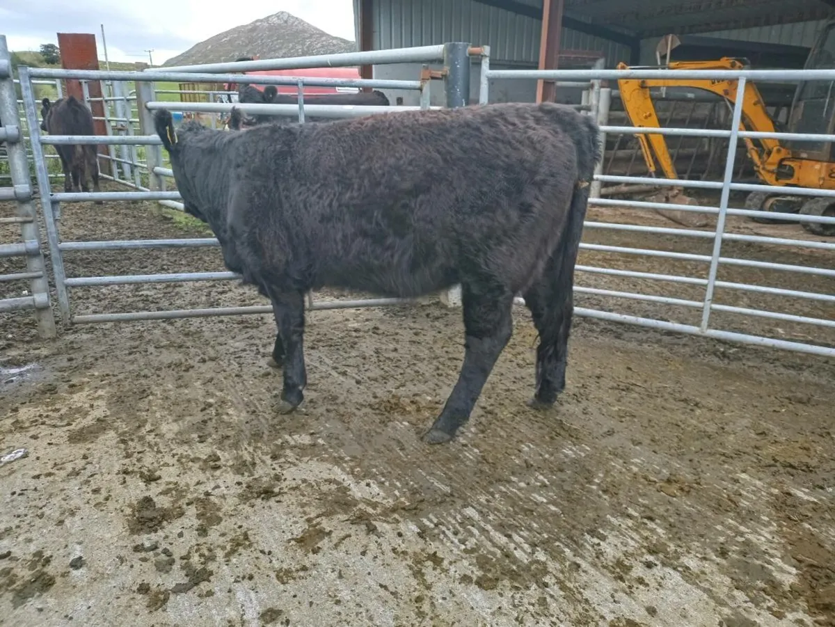 FULL ORGANIC 1 Cow,2 heifers, 1 heifer weanling - Image 1