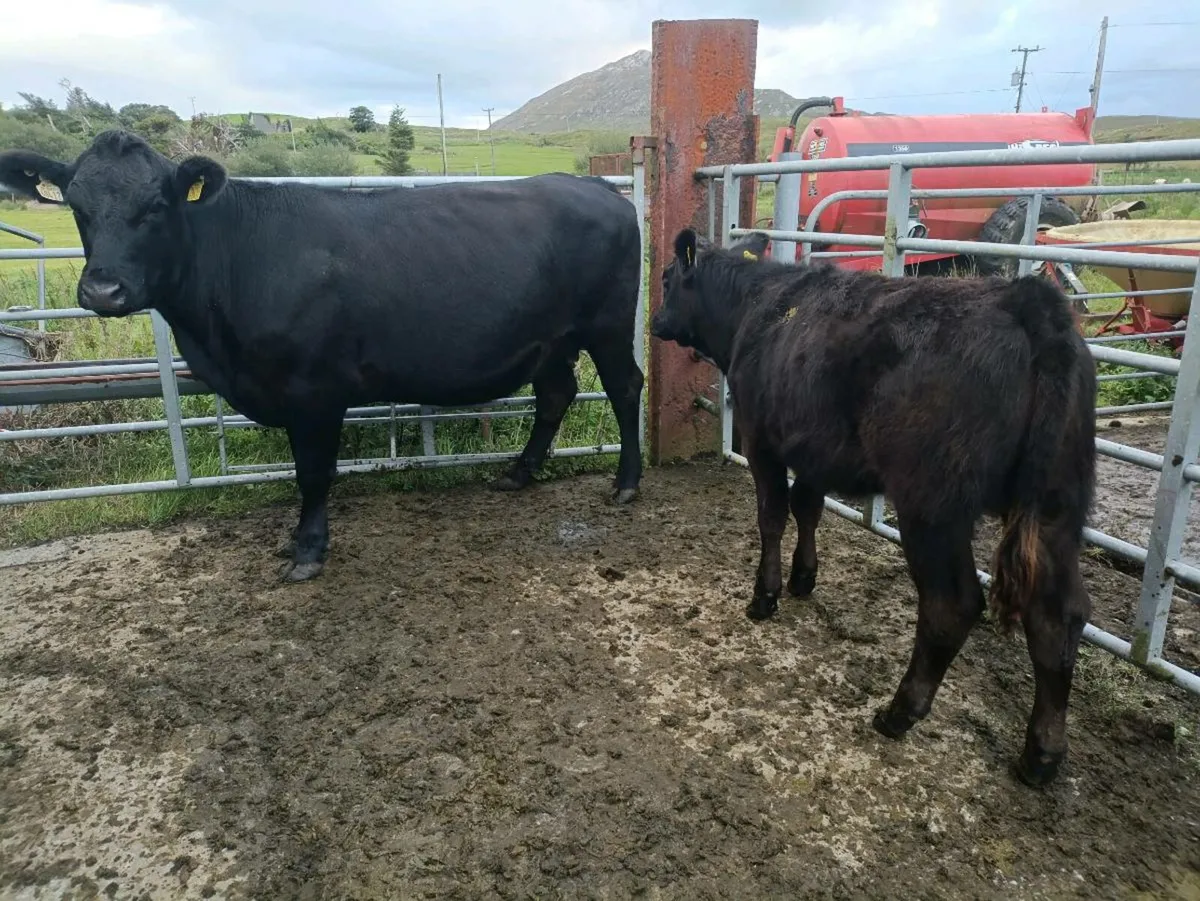 FULL ORGANIC 1 Cow,2 heifers, 1 heifer weanling - Image 2