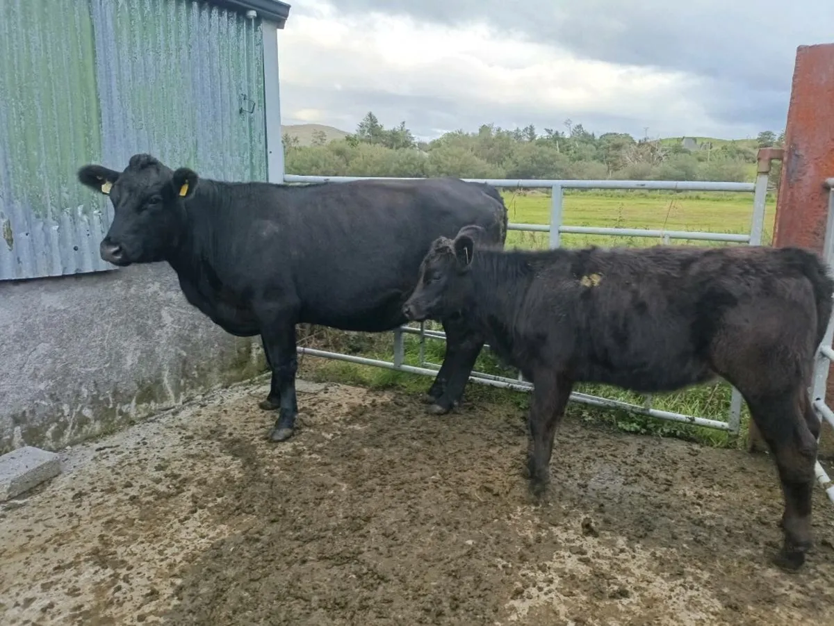 FULL ORGANIC 1 Cow,2 heifers, 1 heifer weanling - Image 3
