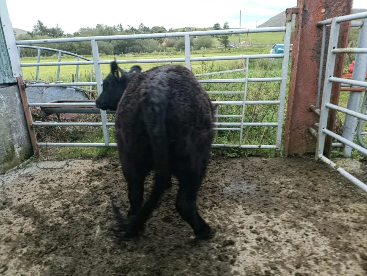 FULL ORGANIC 1 Cow,2 heifers, 1 heifer weanling - Image 4