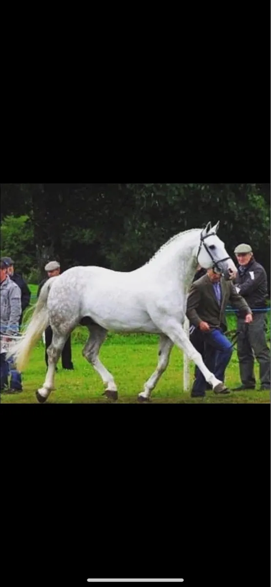 Irish Draught foal - Image 3