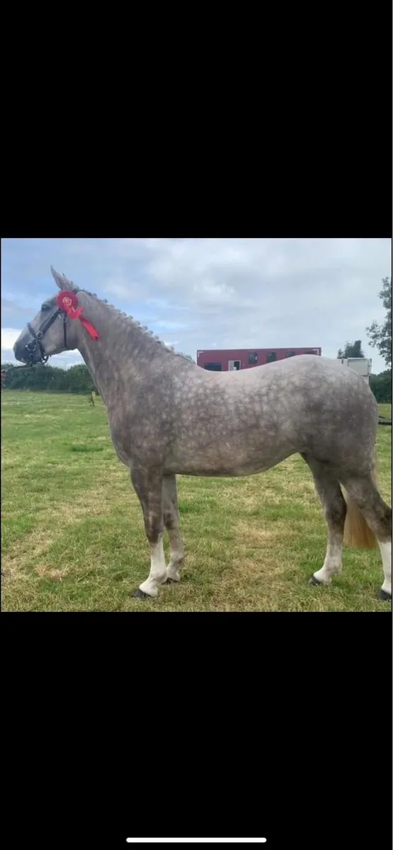 Irish Draught foal - Image 4