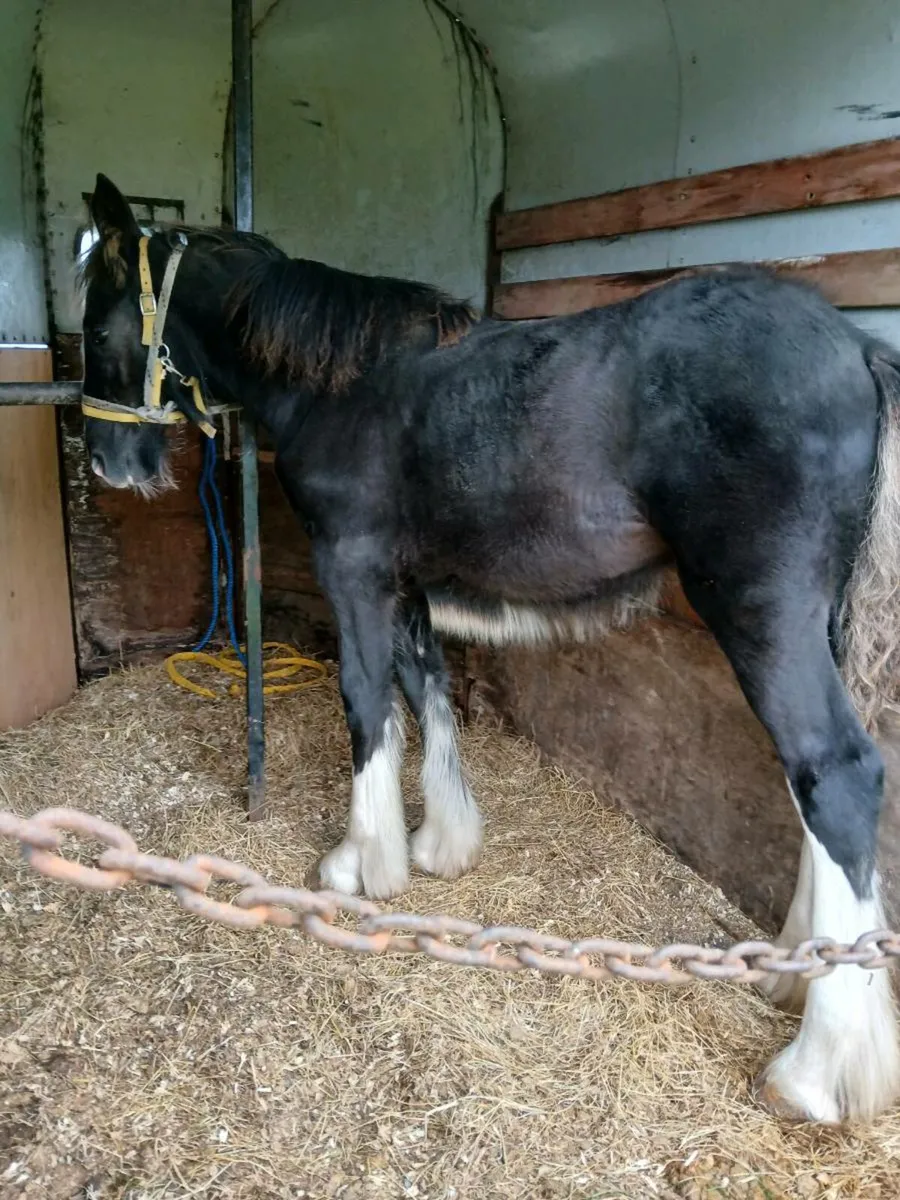Filly - Image 1
