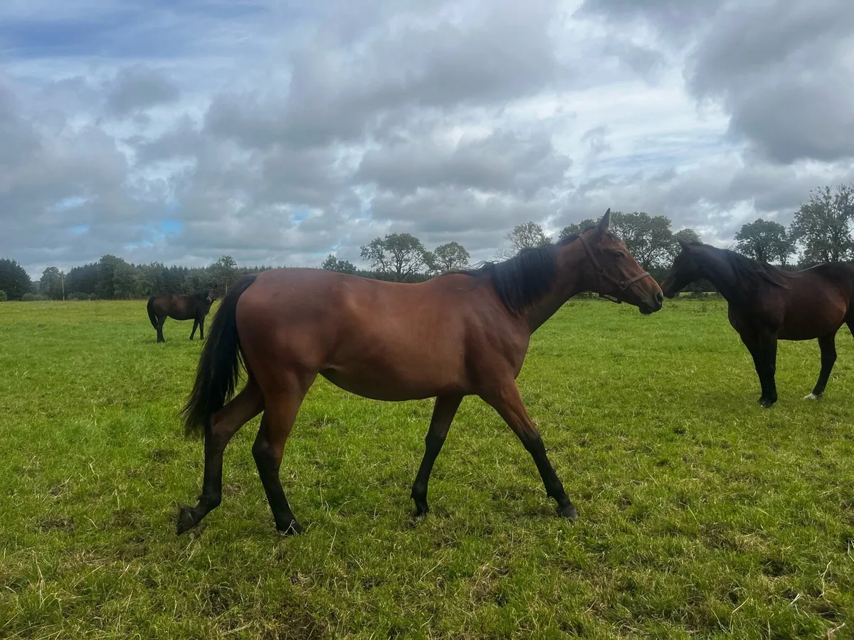 Yearling ISH Filly - Image 2