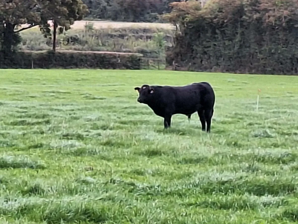 Belgian blue bull - Image 1