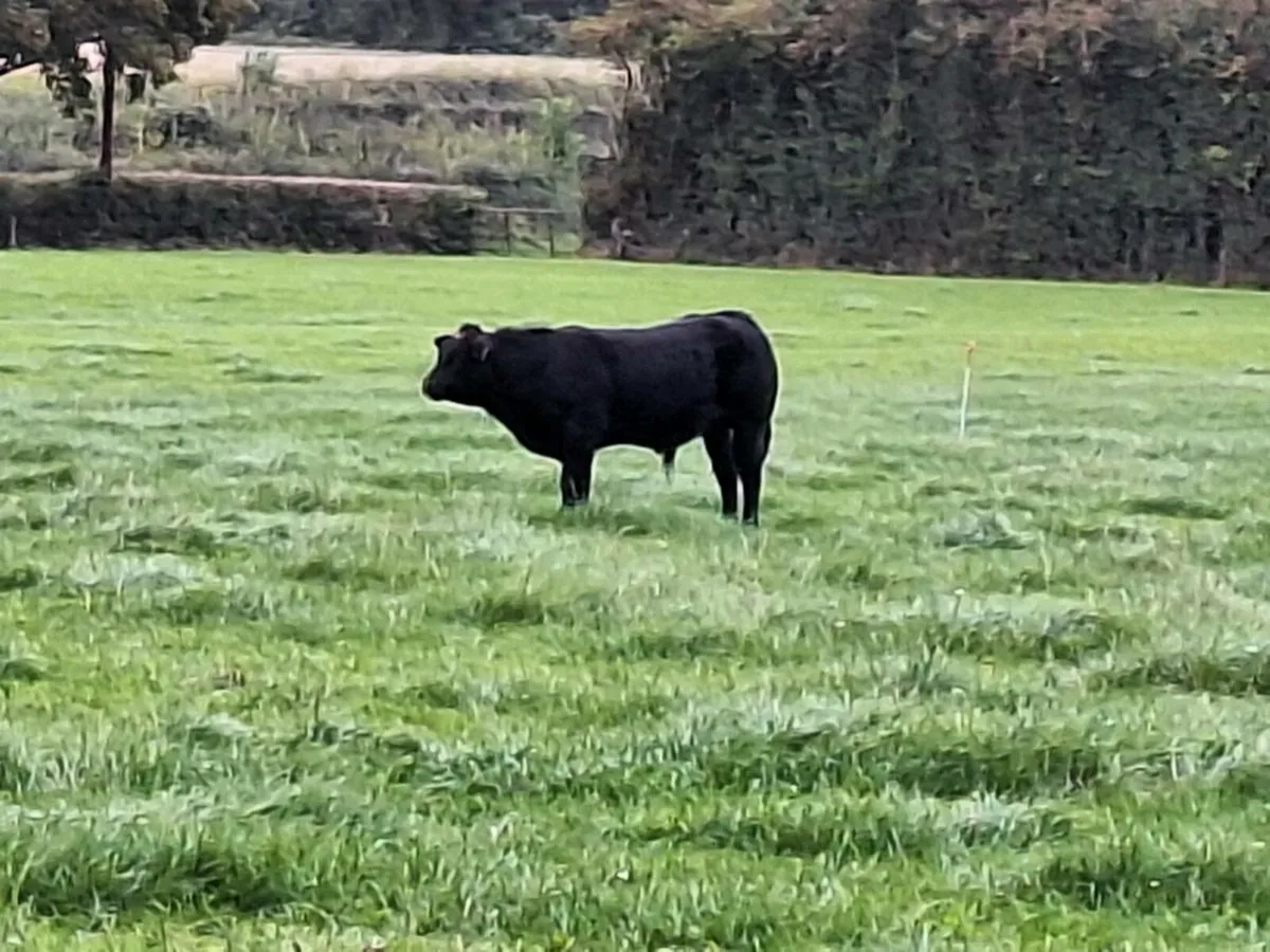Belgian blue bull - Image 2